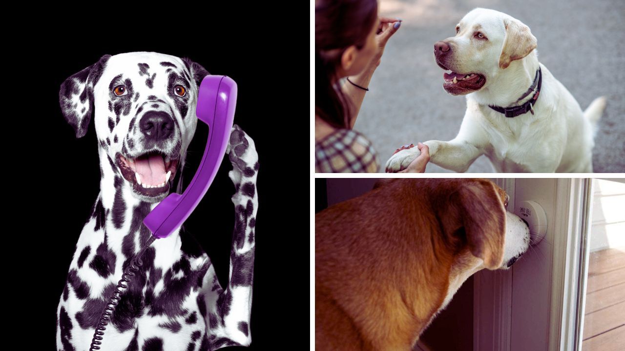 The 10 Best DogTalking Buttons To Hear Your Dog Speak!