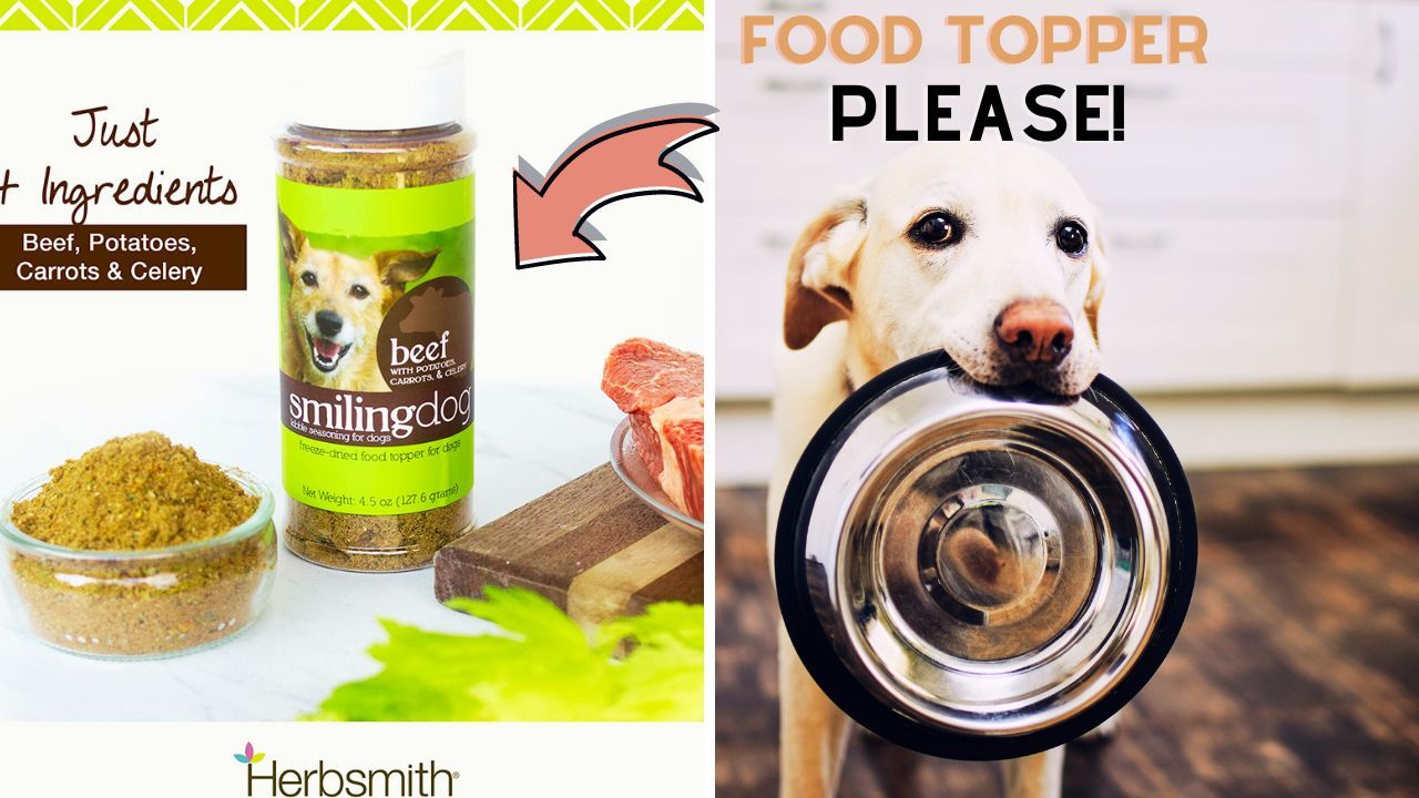 Begging For More The 5 Best Topper Dog Food Brands!