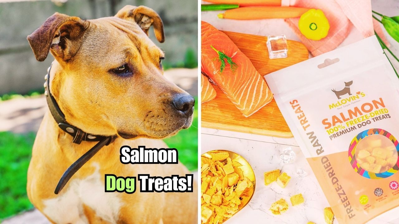A Fishy Affair Unveiling the Top 4 FreezeDried Salmon Treats!