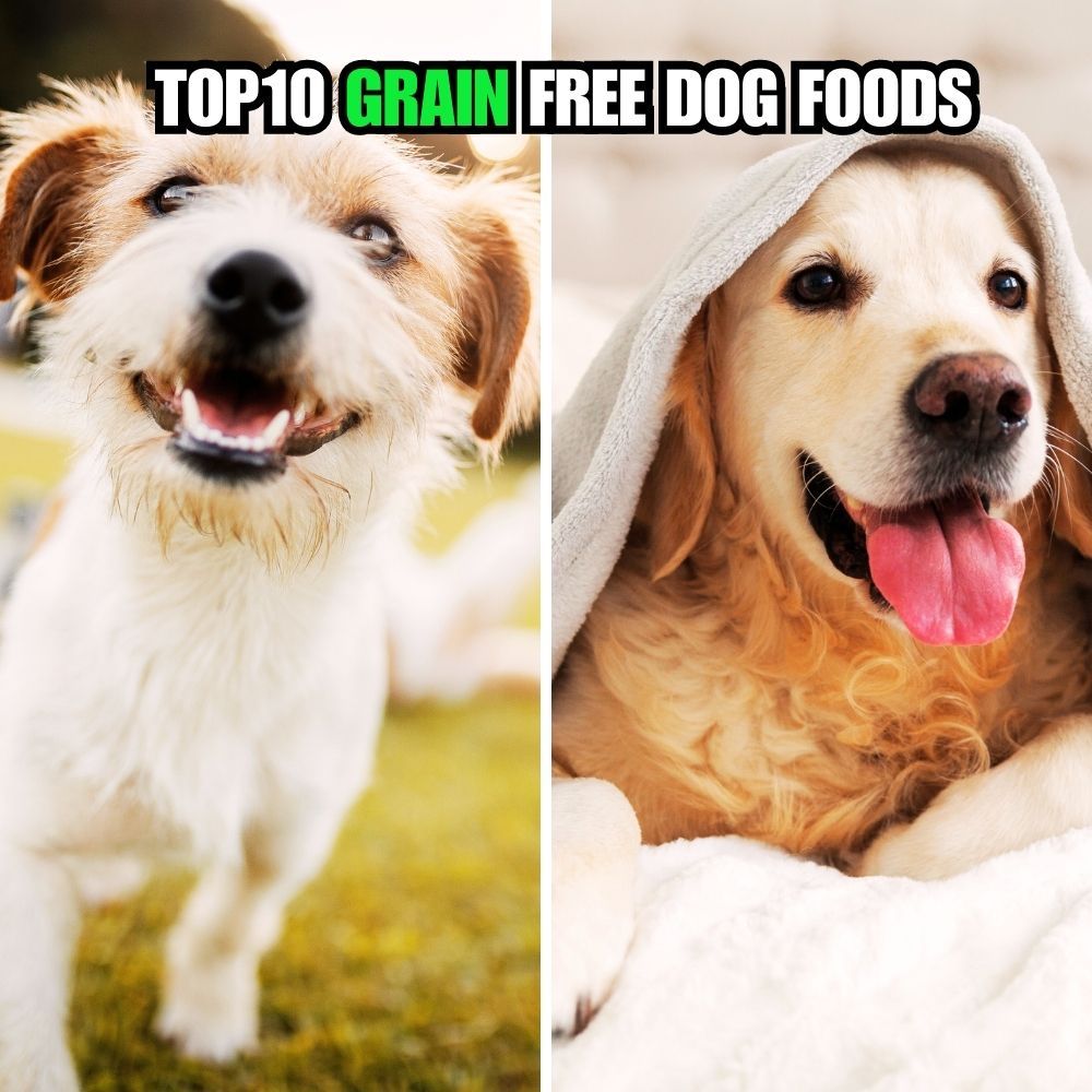 A bag of grain-free dog food without peas featuring high-quality protein sources such as chicken and sweet potato.