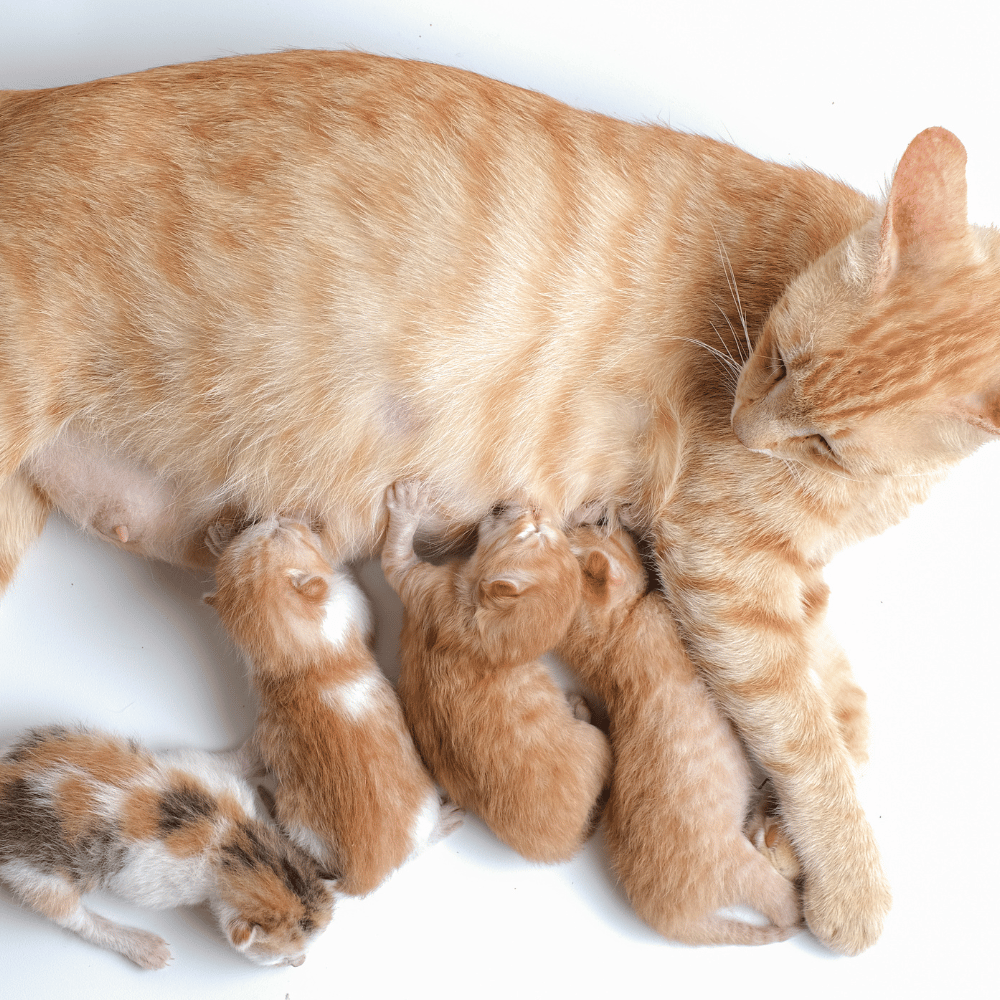 kittens feeding