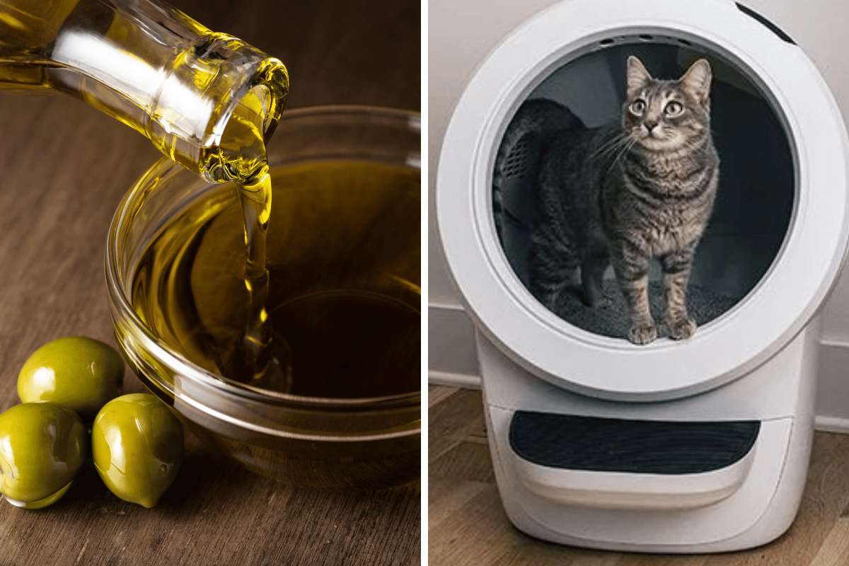 Olive Oil For Cats With Constipation A Natural Remedy?