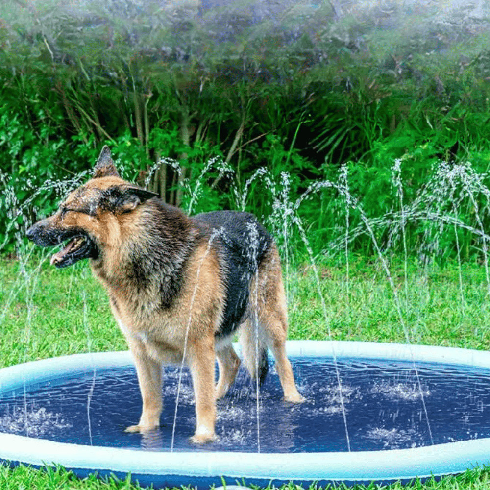 Can Dogs Use a Splash Pad?
